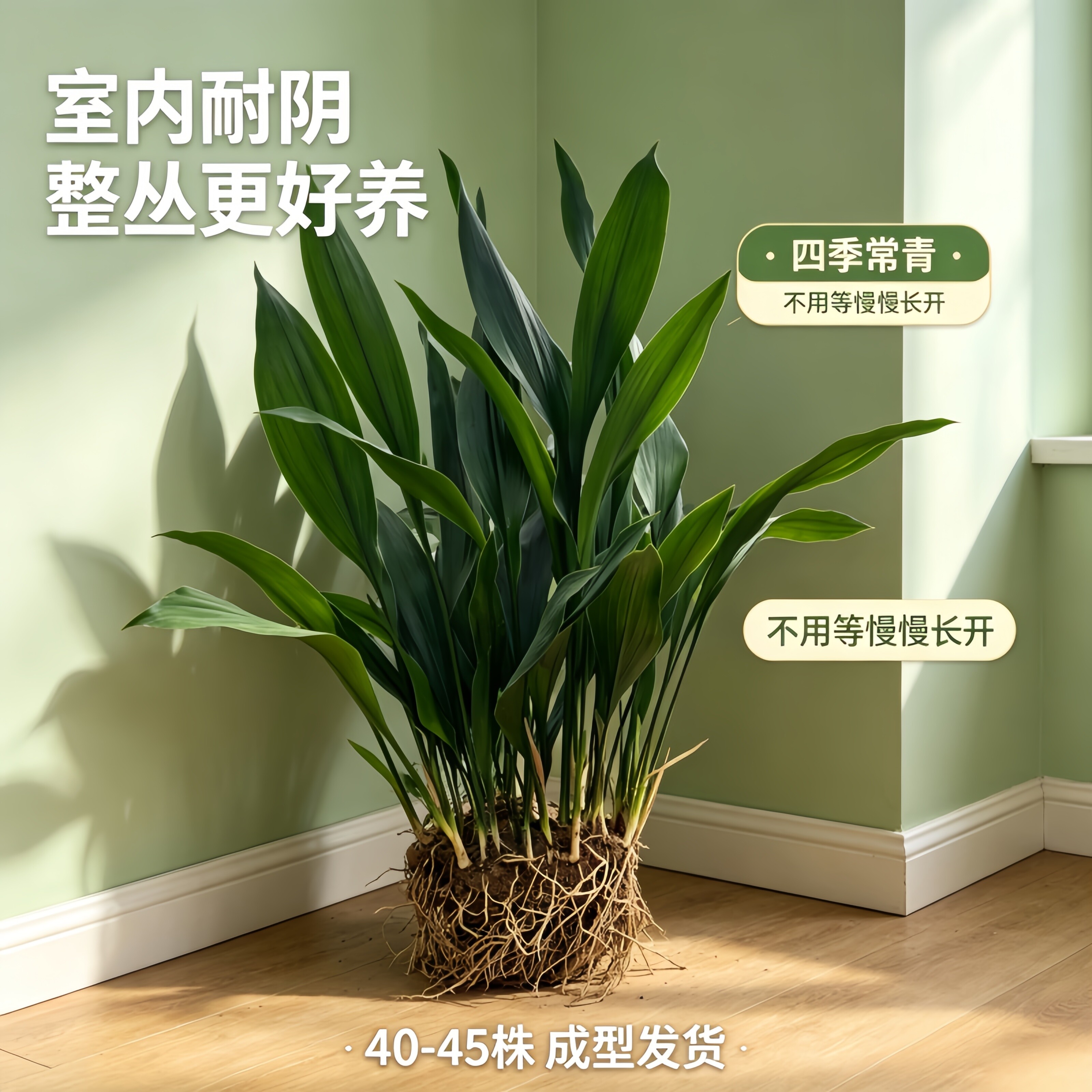 一叶兰整丛带土40-45株耐旱耐寒