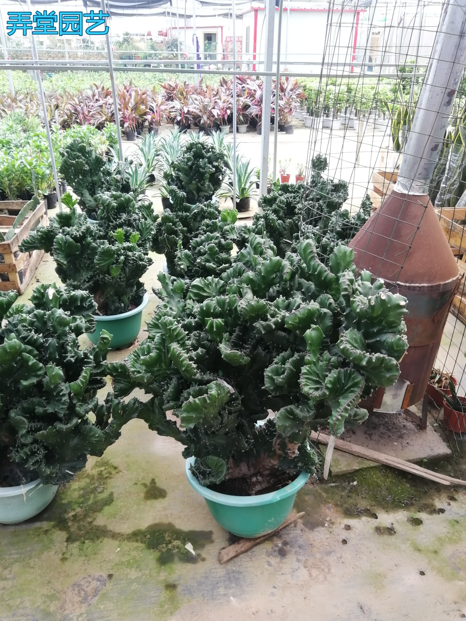 多肉植物盆栽花卉仙人掌类