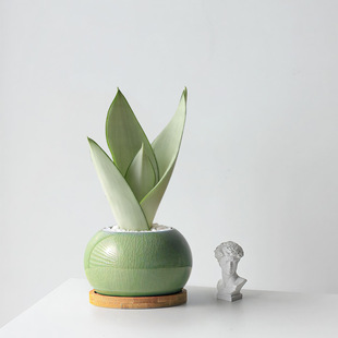 虎皮兰盆景室内绿植盆栽净化空气客厅桌面摆件四季好养盆景绿植