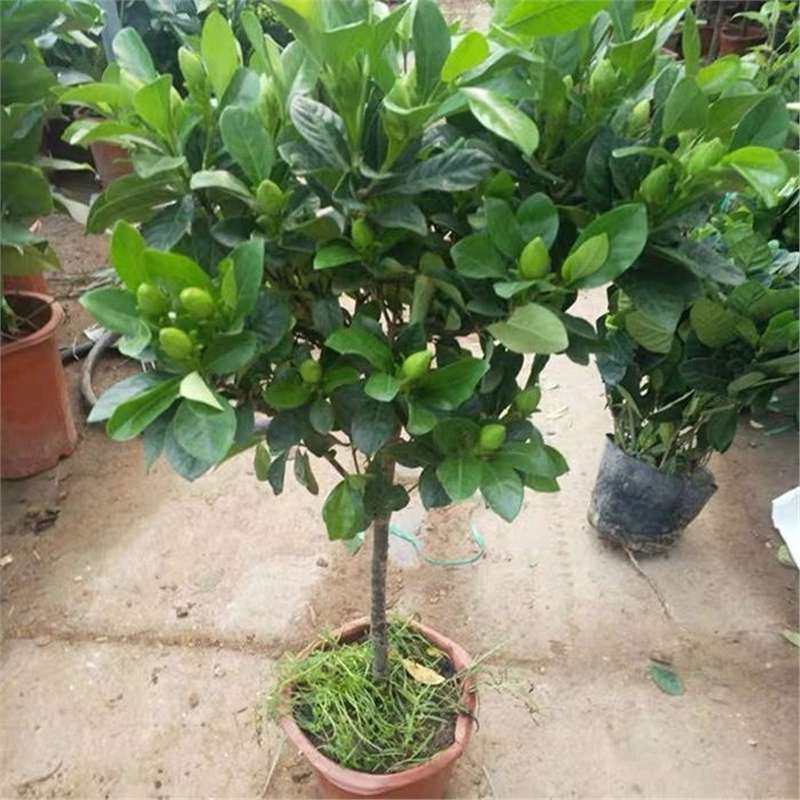 浓香型大叶牡丹栀子花树苗独杆栀子花阳台盆栽地栽花卉绿植庭院