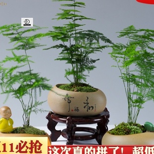 室内盆栽植物不需要阳光喜耐阴的绿植发财树桌面小摆件微景观装饰