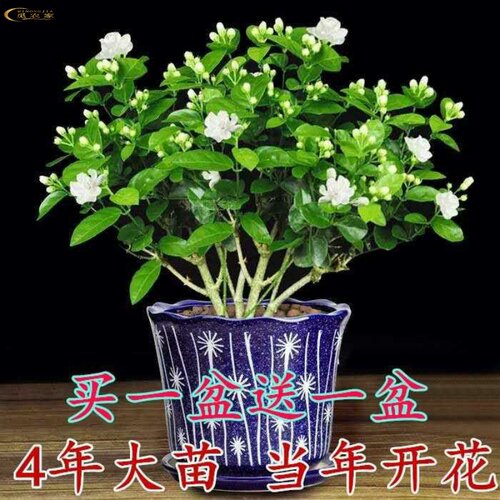 绿植不怕晒阳台花卉植物