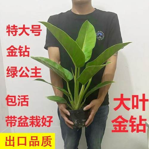特大叶金钻绿公主盆栽室内桌面四季常青水培植物绿植盆栽
