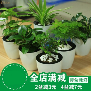 桌面绿植小盆栽懒人水养宿舍摆件学生绿色植物易活水培室内办公室