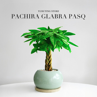 发财树盆栽桌面绿植招财摆件办公室盆景室内客厅好养四季绿植