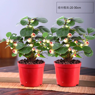 小盼菩提室内绿植花卉菩提树中式禅意桌面摆件饰物好养绿植盆景