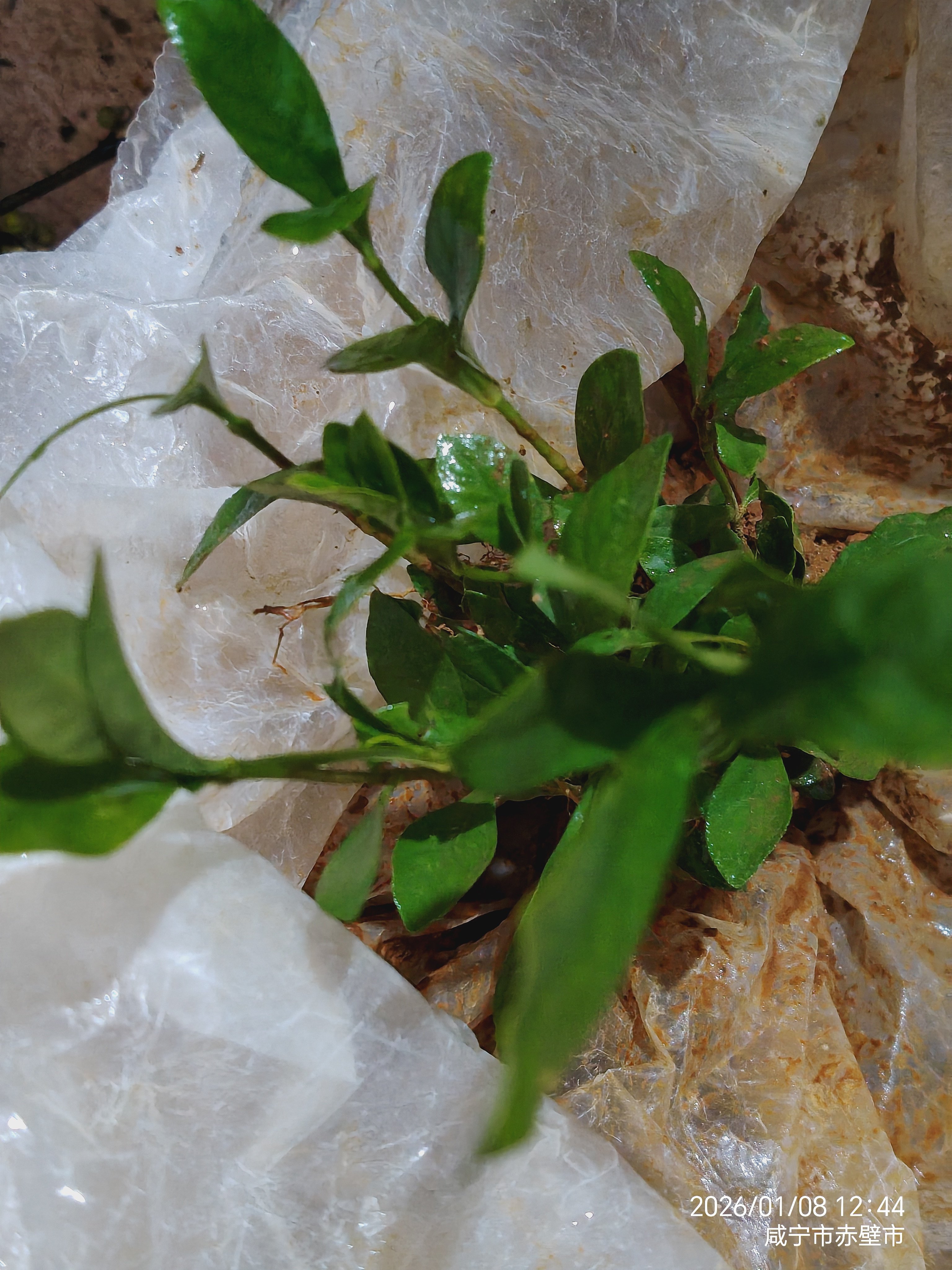 栀子花苗四季常青植物庭院花园园