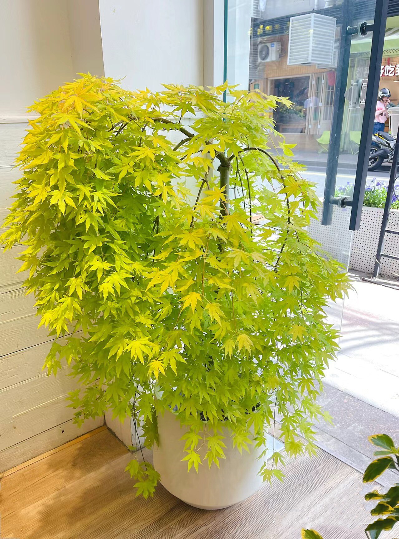 新人减嫁接流泉枫枫树品种垂枝枫瀑布地毯庭院阳台室内老桩枫树盆