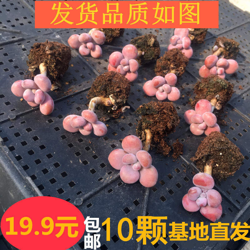 腰子蛋多肉 包邮 植物 桃蛋类 室内盆栽  花卉绿植  桃之卵 