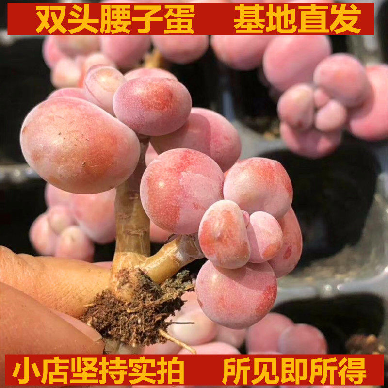 腰子蛋双头 多肉植物 肉嘟嘟 萌趣  桃蛋 粉红色肉肉 实拍