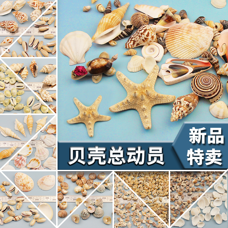 贝壳贴片 海星海贝海螺配件diy手工颗粒材料创意幼儿益智礼物创作