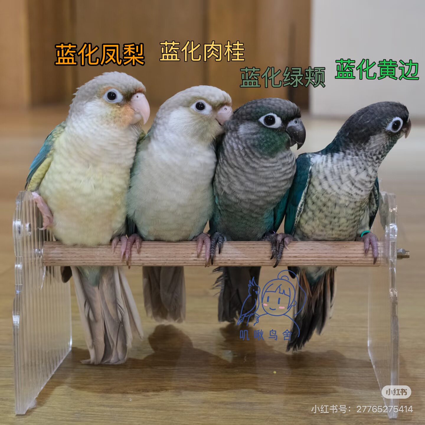 蓝化鹦鹉活体手养宠物黄边肉桂鹦鹉会说话小鸟小鸟活物鸟类