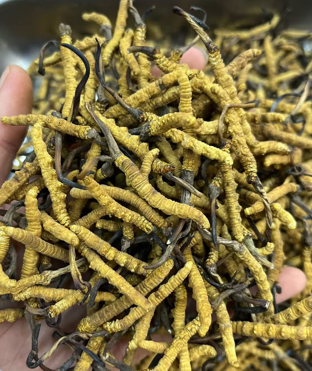 实体经营虫草绝不售一根人工虫草只看价格的朋友请绕行