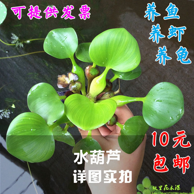 养鱼水植物多少钱 养鱼水植物优惠券免费领取 有条鱼