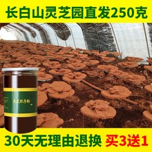 【灵芝基地】250克买3送1 灵芝孢子粉长白山灵芝粉林芝正品袍子粉