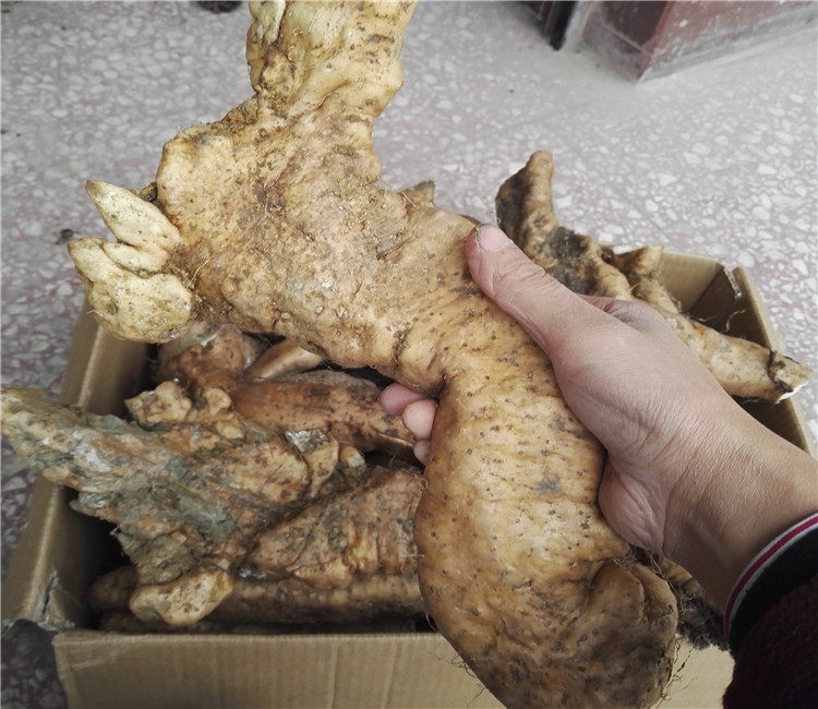 陕西秦岭野生山药 深山生长山药 粉山药非人工种植山苕 500克包邮