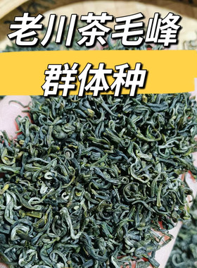 2026年老川茶群体种新春绿茶茶叶四川蒙顶毛峰高山明前碧螺春