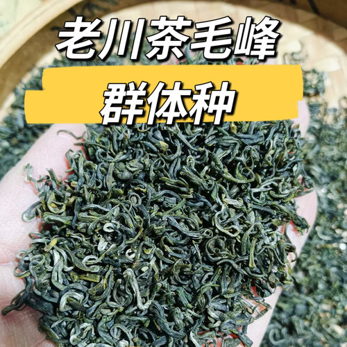 2026年老川茶群体种新春绿茶茶叶四川蒙顶毛峰高山明前碧螺春