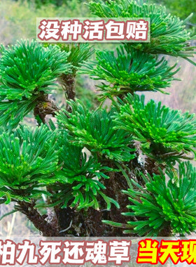 九死还魂草卷柏复活草假山桌面创意花卉绿植物微型迷你盆景好养活