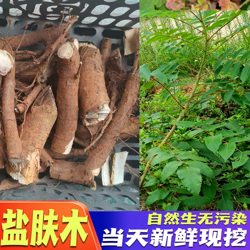 现挖新鲜盐肤木根盐霜柏敷烟树蒲连盐 五倍子树纯根500克包邮