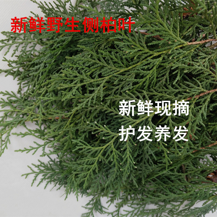 秦岭野生新鲜侧柏叶5斤扁柏叶黑发生发乌发养发防脱洗发增发水_虎窝淘