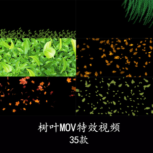 柳叶柳条竹子竹叶随风飘动枯黄树叶后期特效转场MOV带通道视频