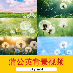 4K蒲公英飞舞舞台晚会节目表演诗朗诵背景蒲公英花海LED背景视频
