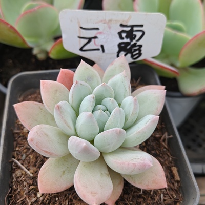 刘家花坊  云霄多肉    精品老桩批发基地  室内室外清新绿植