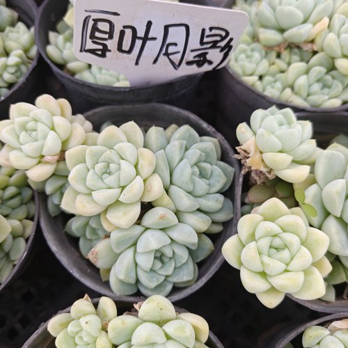 刘家花坊  厚叶月影多肉    精品老桩批发基地  室内室外清新绿植