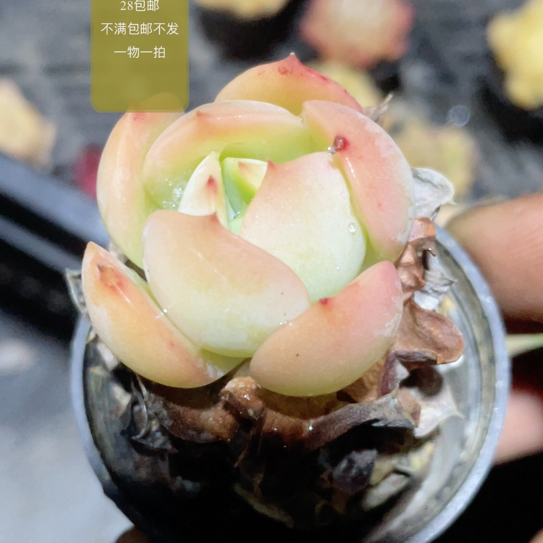 包子,鲜花速递/花卉仿真/绿植园艺,多肉植物,淘宝优惠券,粉丝福利购,淘宝优惠卷