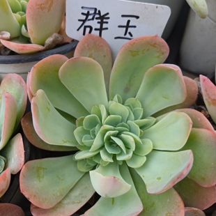 刘家花坊 群玉多肉 精品老桩批发基地 室内室外清新绿植