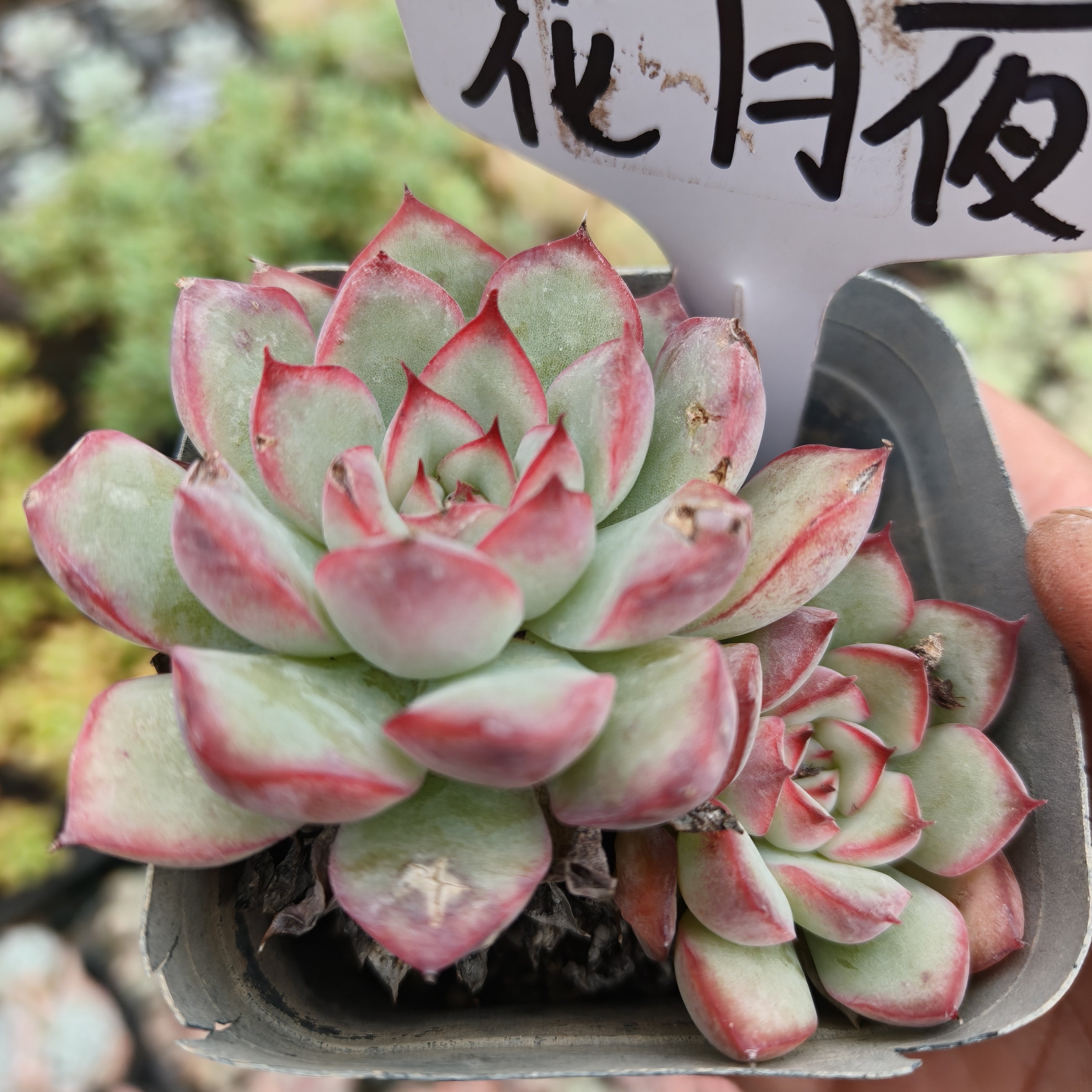 刘家花坊  花月夜多肉    多肉植物