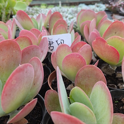 刘家花坊  唐印多肉    精品老桩批发基地  室内室外清新绿植