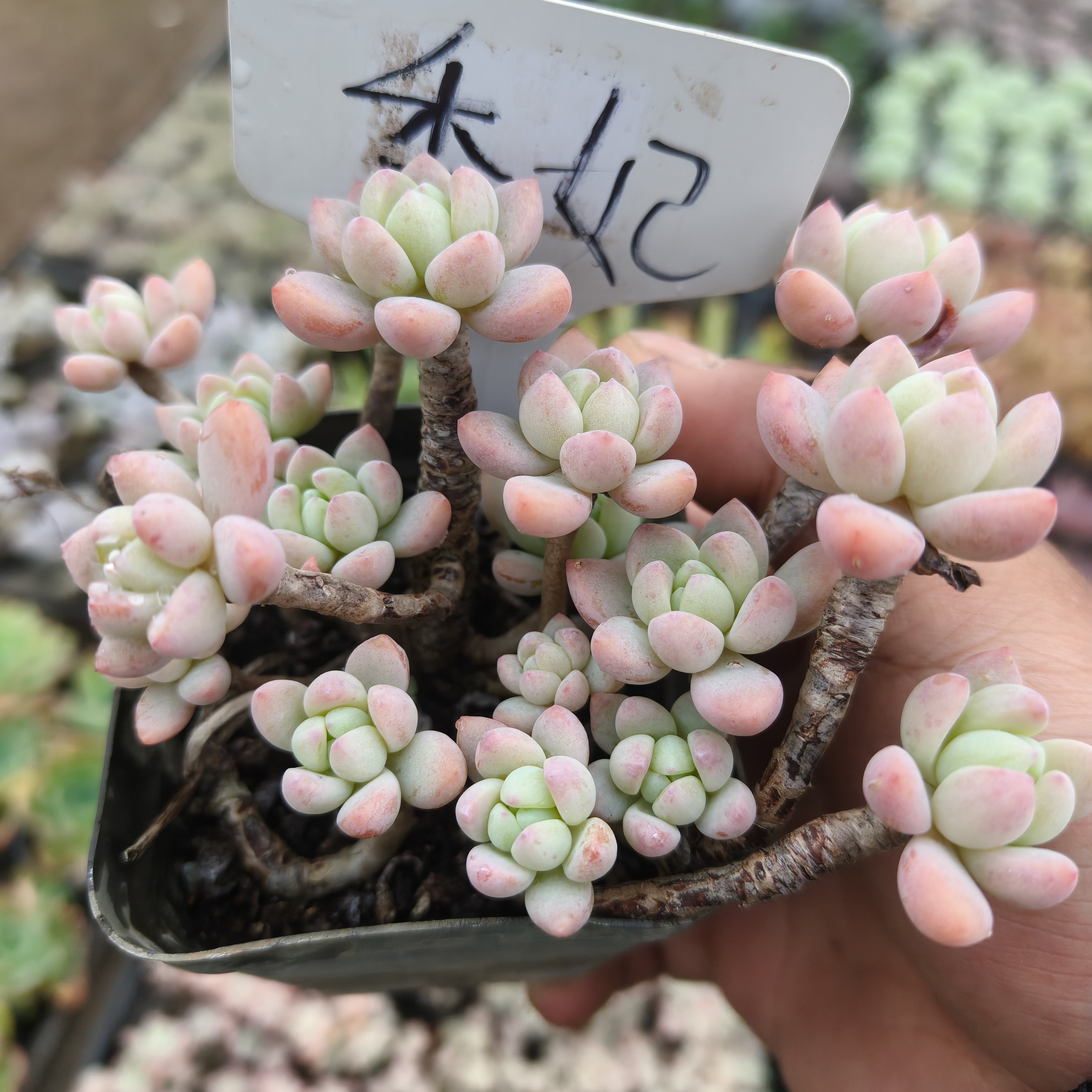 刘家花坊  香妃多肉    精品老桩批发基地  室内室外清新绿植,鲜花速递/花卉仿真/绿植园艺,多肉植物,淘宝优惠券,粉丝福利购,淘宝优惠卷