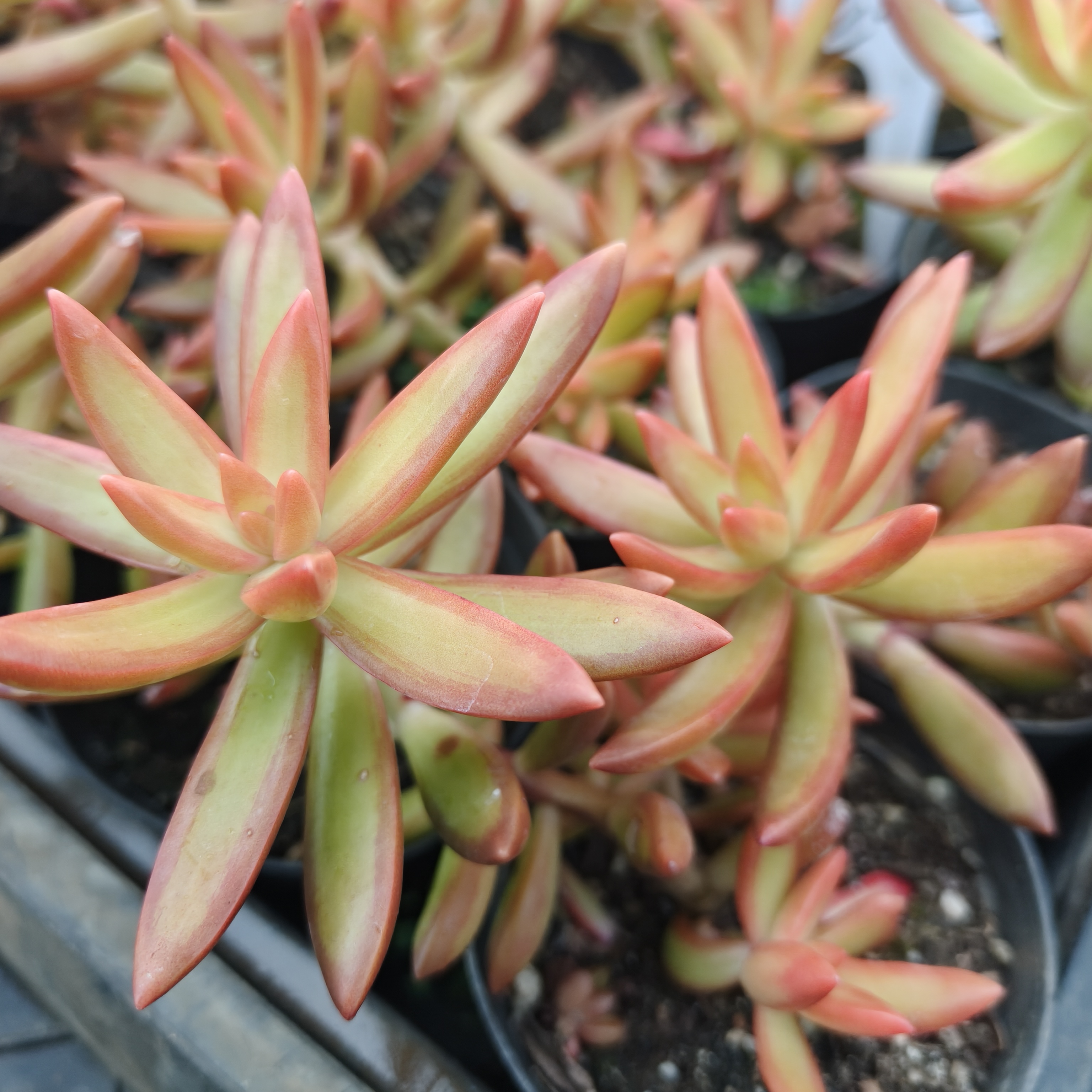 刘家花坊  红日多肉    精品老桩批发基地  室内室外清新绿植