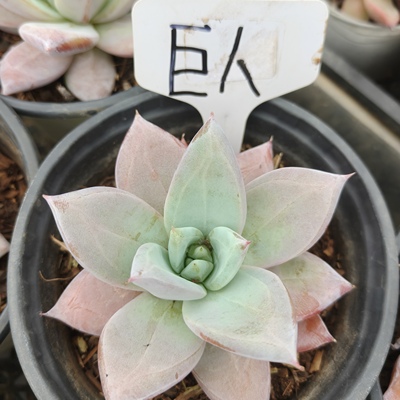 刘家花坊  巨人多肉    精品老桩批发基地  室内室外清新绿植