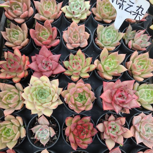 刘家花坊  杂交小东云多肉 9.9元10颗  室内室外清新绿植