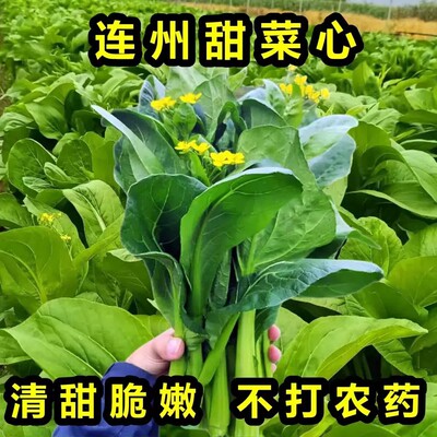 连州菜心新鲜现摘现发广东迟菜心农家自种当季时令蔬菜清甜爽包邮
