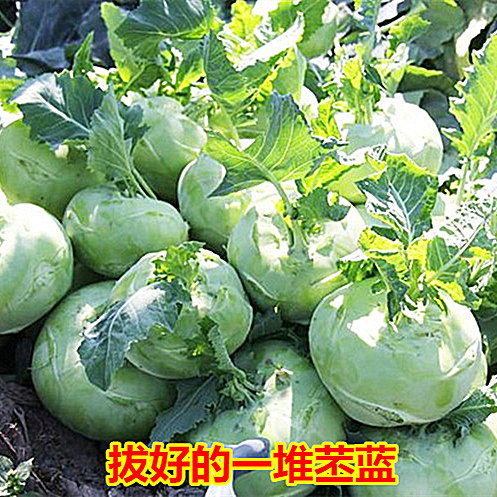 撇了疙瘩图片,撇了图片_文秘苑图库