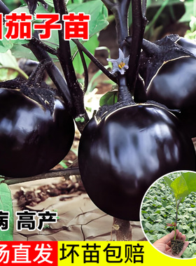 嫁接紫圆茄子苗带土特大号老品种山东寿光本地正品高产茄蔬菜秧苗