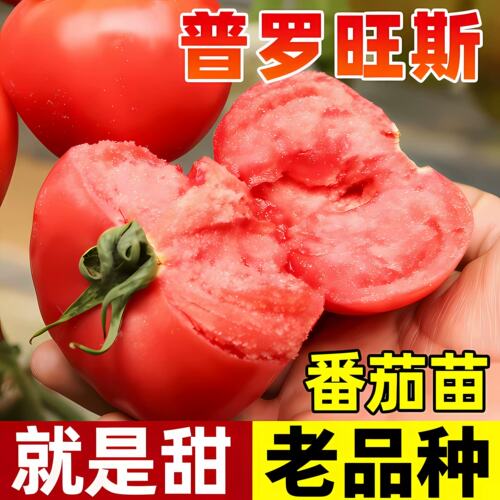 正宗大粉普罗旺斯西红柿苗秧大果嫁接番茄秧苗老品种山东寿光带土