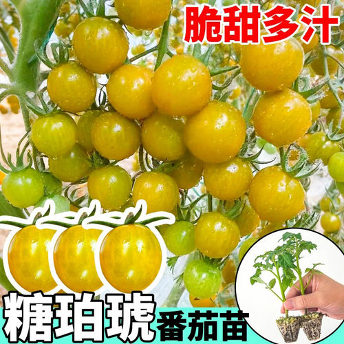 寿光糖琥珀番茄苗千禧圣女果秧超甜水果阳台种植小番茄西红柿盆栽