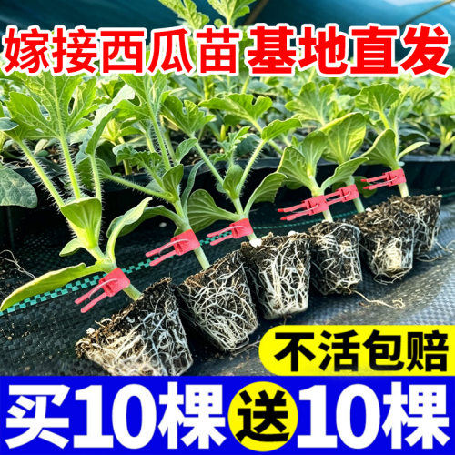 嫁接西瓜苗寿光苗厂直发