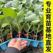 嫁接茄子苗带土特大号老品种山东寿光本地高产架接杭茄红紫大苗秧