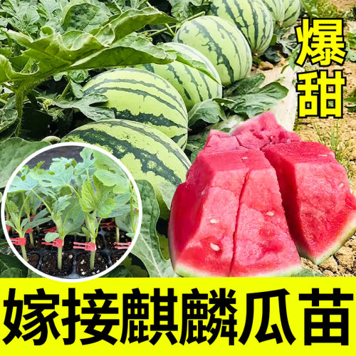 嫁接麒麟西瓜秧苗寿光苗场直发