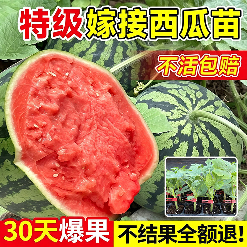 山东寿光嫁接西瓜苗8424麒麟西瓜苗秧早熟高产无籽阳台盆栽西瓜苗