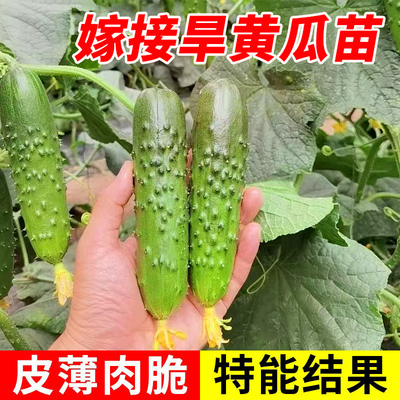 嫁接爬地旱黄瓜秧苗老品种带土山东寿光本地高产水果土黄瓜苗幼苗