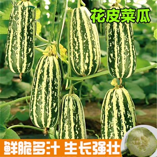 花皮菜瓜种子绿皮酥瓜香脆瓜甜种籽爽口烧瓜酱瓜四季农家菜园早熟