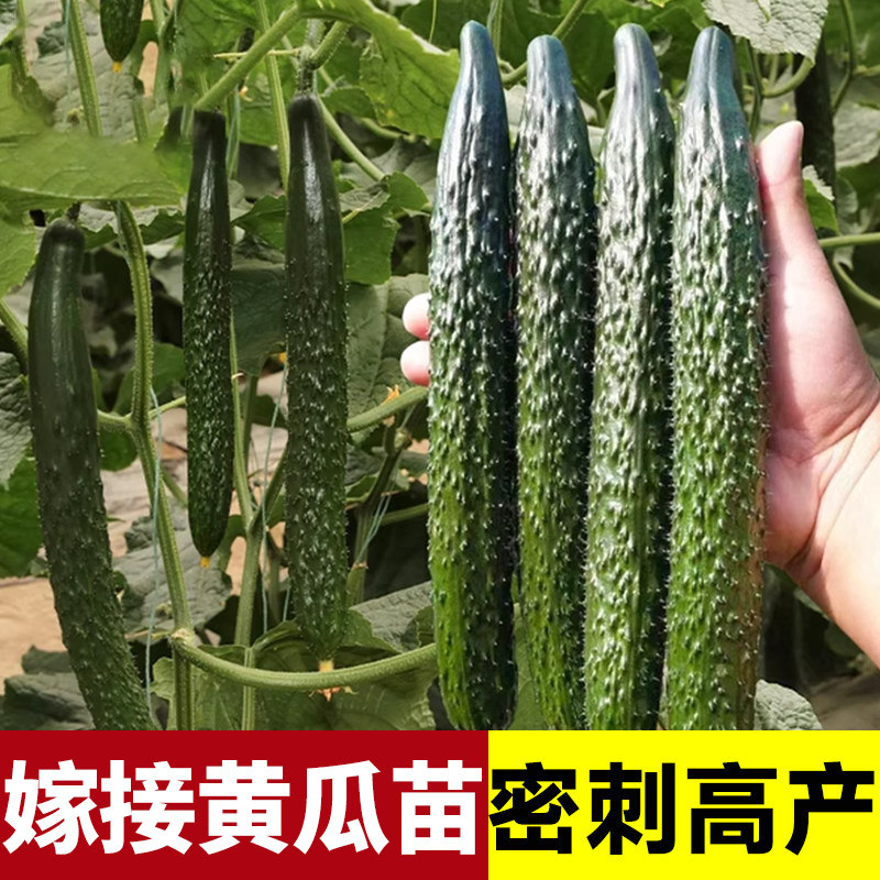 嫁接黄瓜秧苗老品种带土山东寿光本地高产水果强雌大刺黄瓜苗幼苗