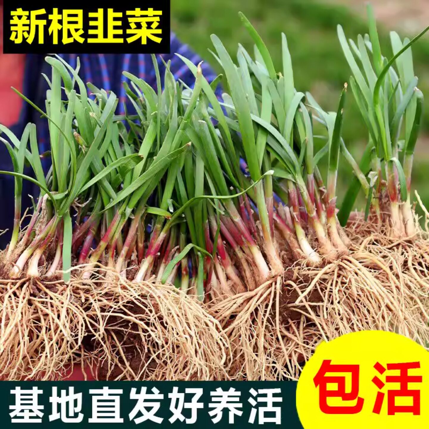 韭菜根苗紫根四季带土现挖红根大宽叶山东寿光本地带根老品种批发